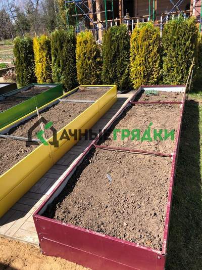 вишня 40 1